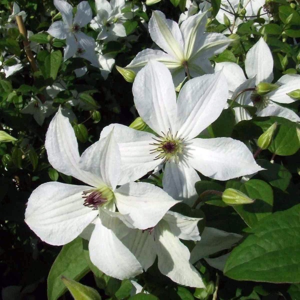 Clematis FOREVER FRIENDS 'Zofori'