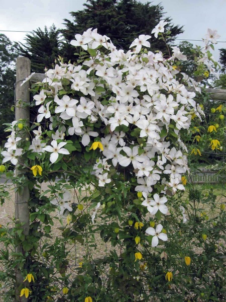 Clematis FOREVER FRIENDS 'Zofori'