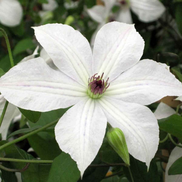 Clematis FOREVER FRIENDS 'Zofori'