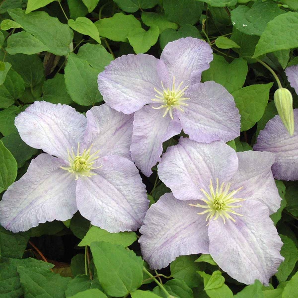 Clematis Forget Me Not