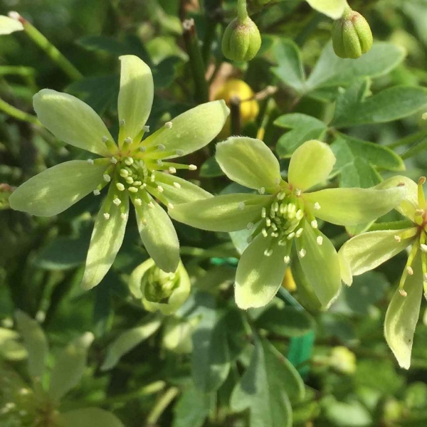 Clematis Fragrant Oberon