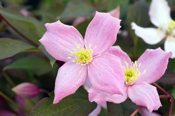 Clematis Fragrant Spring