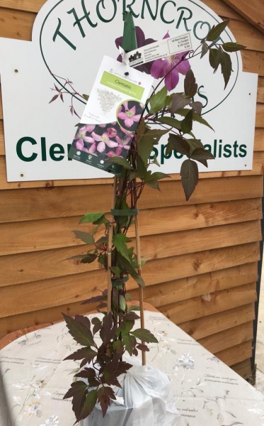 Clematis Fragrant Spring