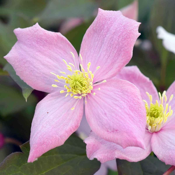 Clematis Fragrant Spring