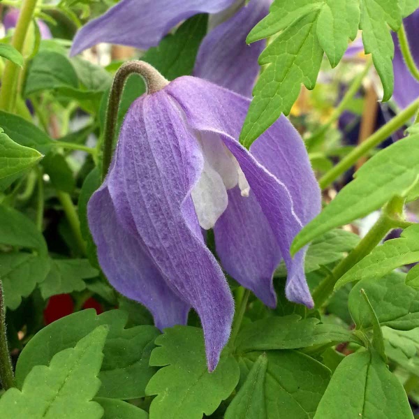 Clematis Frances Rivis