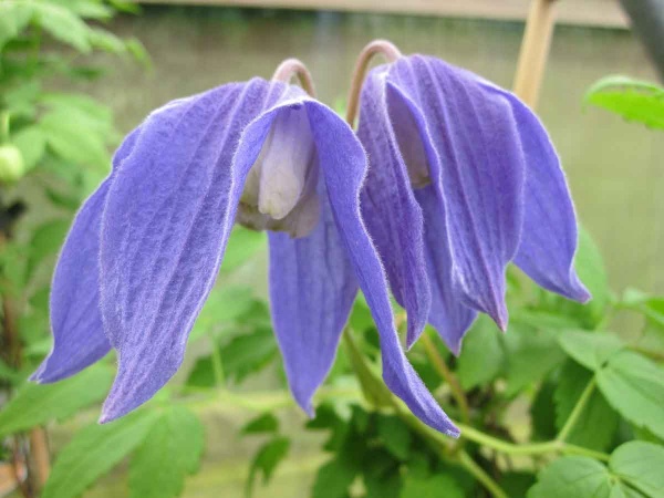 Clematis Frances Rivis