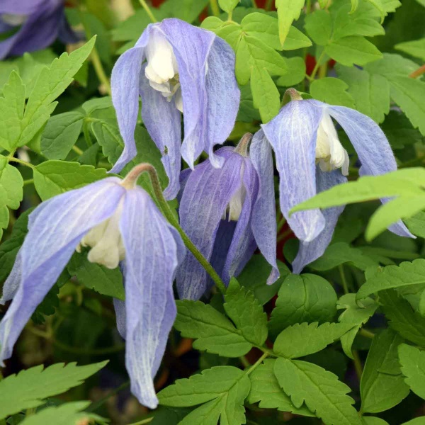 Clematis Frankie