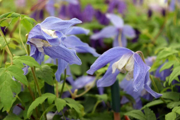 Clematis Frankie