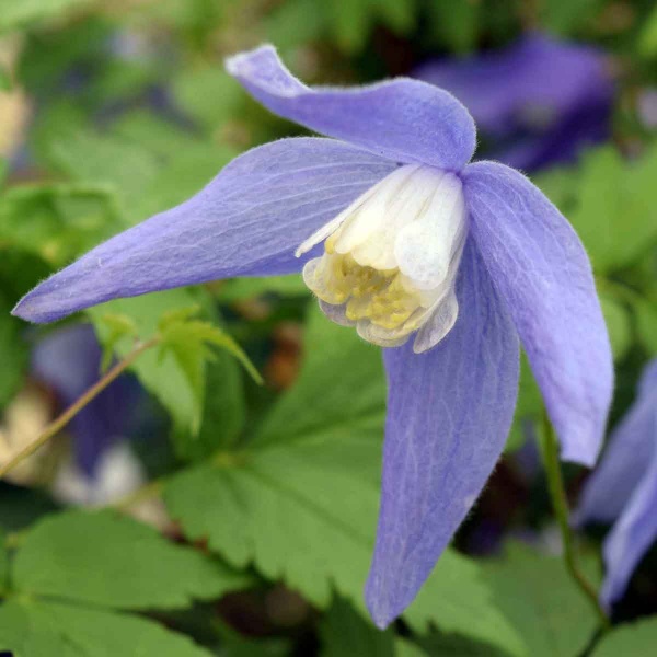 Clematis Frankie