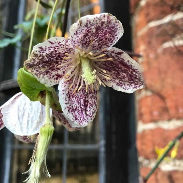 Clematis Freckles (cirrhosa var. purpurascens 'Freckles')