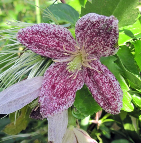 Clematis Freckles (cirrhosa var. purpurascens 'Freckles')