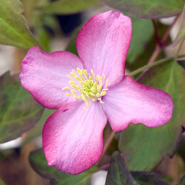 Clematis Freda