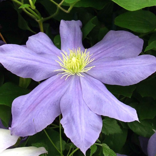 Clematis Fujimusume