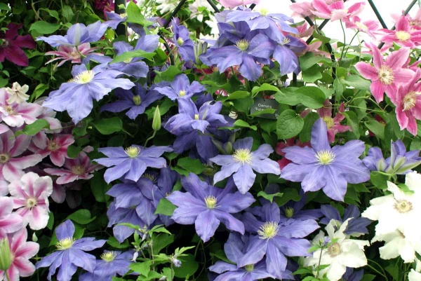 Clematis Fujimusume