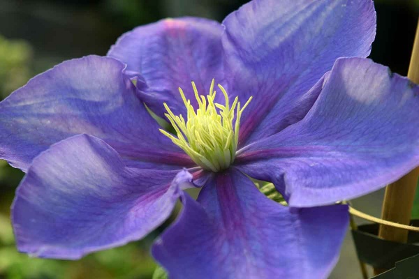 Clematis General Sikorski