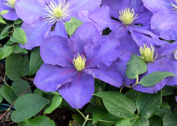 Clematis General Sikorski