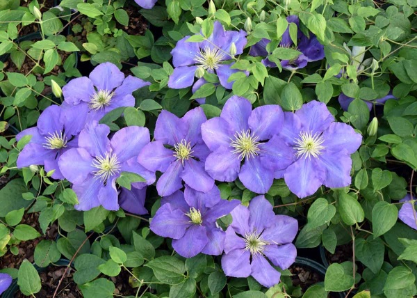 Clematis General Sikorski