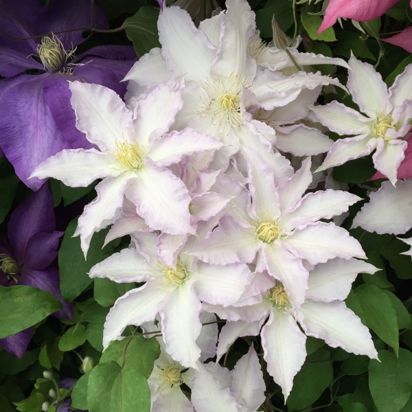 Clematis Gillian Blades