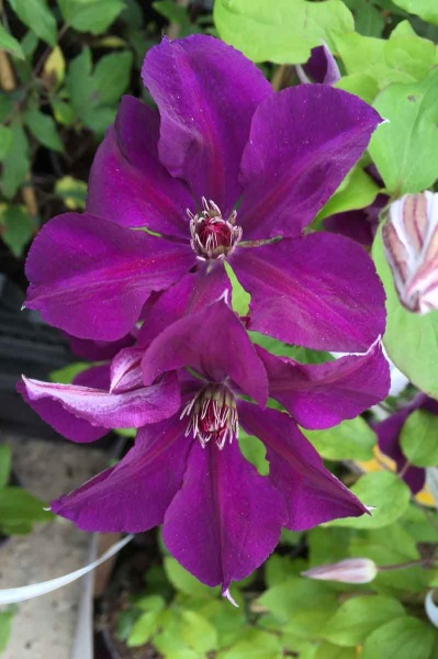 Clematis Gipsy Queen