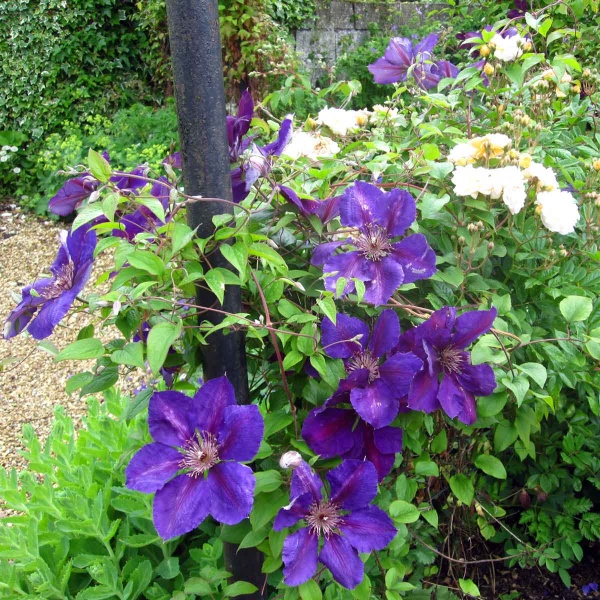 Clematis Gipsy Queen