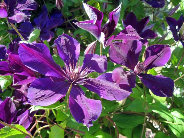 Clematis Gipsy Queen