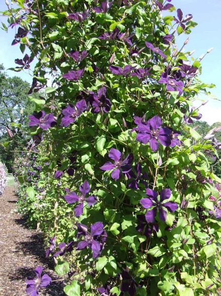 Clematis Gipsy Queen