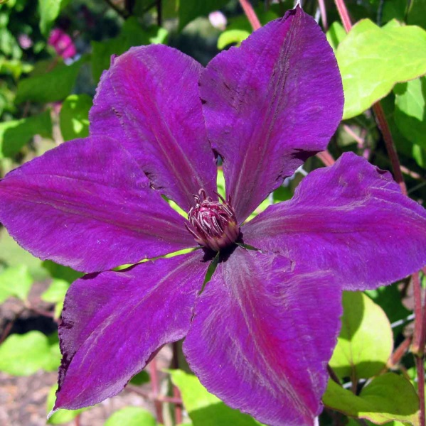 Clematis Gipsy Queen