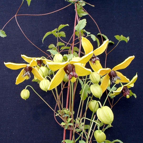 Clematis Golden Harvest