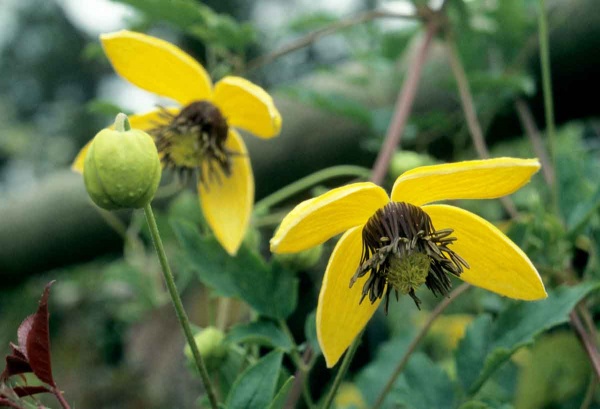 Clematis GOLDEN TIARA 'Kugotia'