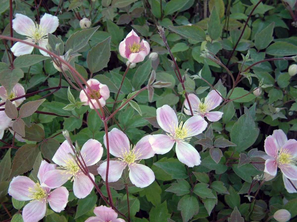 Clematis Gothenburg