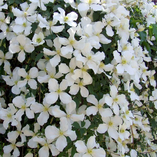 Clematis Grandiflora (montana var. grandiflora)