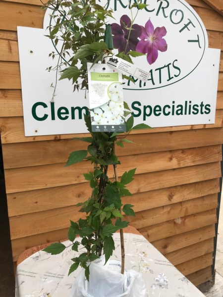 Clematis Grandiflora (montana var. grandiflora)
