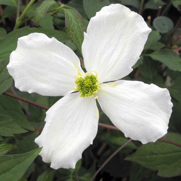 Clematis Grandiflora (montana var. grandiflora)