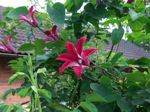 Clematis Gravetye Beauty