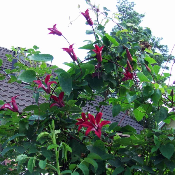 Clematis Gravetye Beauty