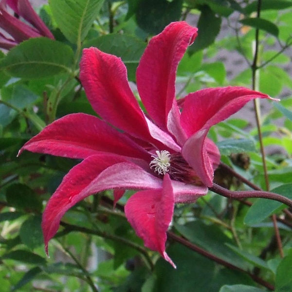 Clematis Gravetye Beauty