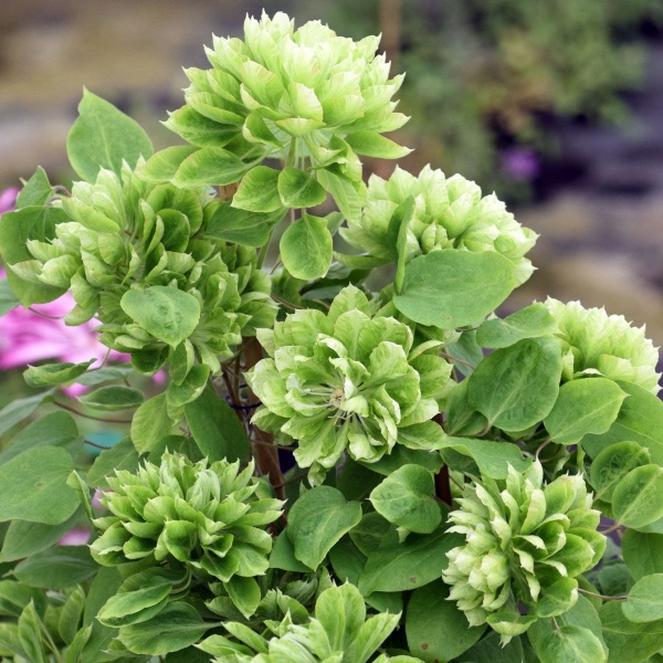 Clematis GREEN PASSION 'Zo11050'