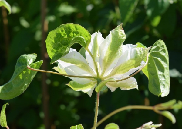 Clematis GREEN PASSION 'Zo11050'