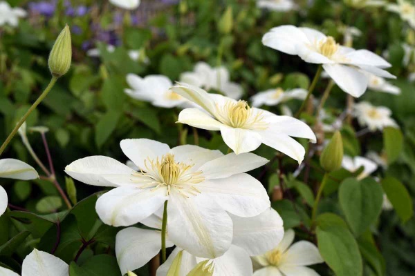 Clematis Guernsey Cream