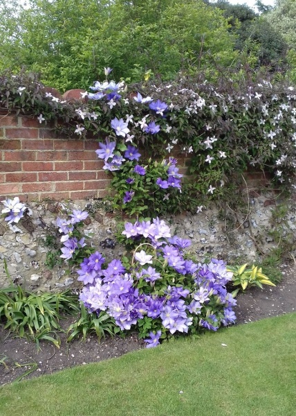 Clematis H.F. Young