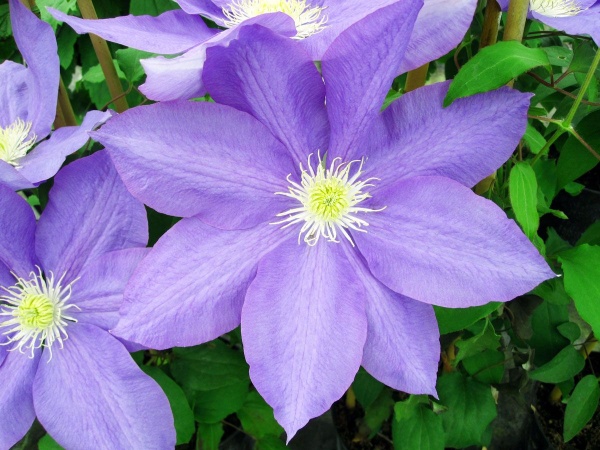 Clematis H.F. Young