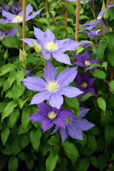 Clematis H.F. Young