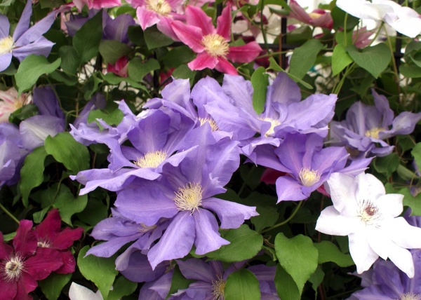 Clematis H.F. Young