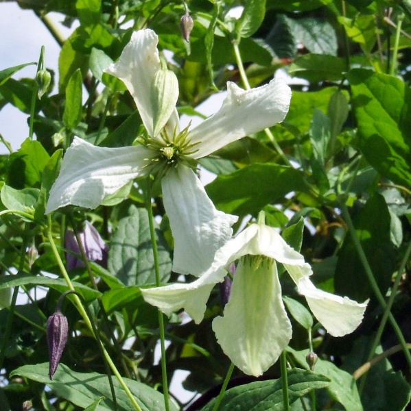 Clematis Hagelby White