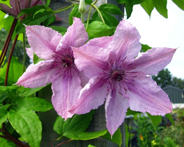 Clematis Hagley Hybrid