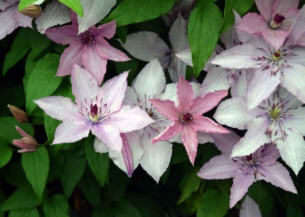 Clematis Hagley Hybrid