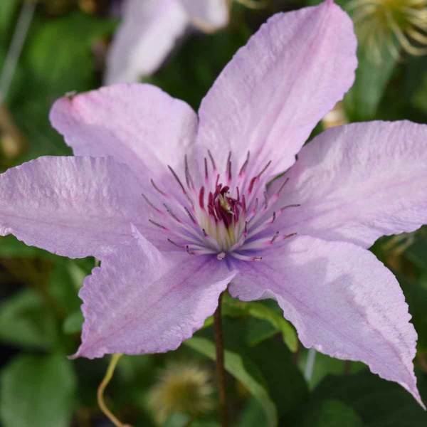 Clematis Hagley Hybrid