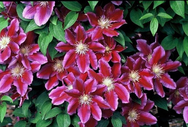 Clematis Hania