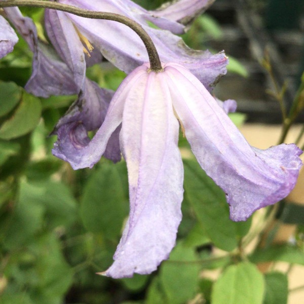 Clematis Hanna (viticella 'Hanna')