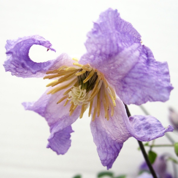 Clematis Hanna (viticella 'Hanna')